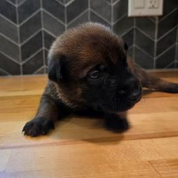 Sleepy - Fawn male Belgian Malinois puppy in Signal Mountain, Tennessee from Torgun Police Dogs