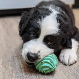 Australian Shepherd Puppies from MilkyWay Aussies with Tails