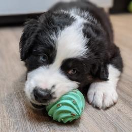 Australian Shepherd Puppies from MilkyWay Aussies with Tails
