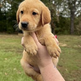 DODGER - Yellow male Labrador Retriever puppy in Water Valley, Mississippi from Three Lakes Labs & WHDs