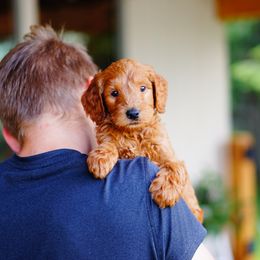 Goldendoodle and Labradoodle Puppies from Doodle Love