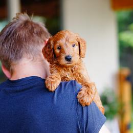 Goldendoodle and Labradoodle Puppies from Doodle Love
