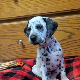 (Lolipop) Athena - White and black female Dalmatian puppy in Grant, Michigan from Savannah Woltanski