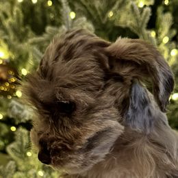 Miniature Schnauzer Puppies from Miniature Schnauzer Paradise llc