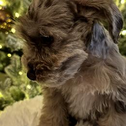 Miniature Schnauzer Puppies from Miniature Schnauzer Paradise llc