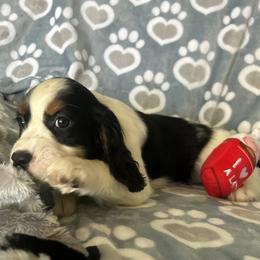 Hope - Black white and tan female English Springer Spaniel puppy in Palmdale, California from Legacy