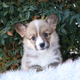 Girl 1 - Sable female Pembroke Welsh Corgi puppy in Caliente, California from Rafter Cross 7