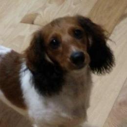 Dachshunds from Loves Little Doxies