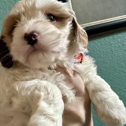 Donald (orange collar) - Blenheim male Cavapoo puppy in Modesto, California from Molly n Friends