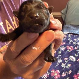 Boy 2 - Black male Scottish Terrier puppy in Asheboro, North Carolina from Gail's Scottish Terriers