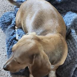 Mabel - Dachshund