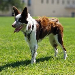 Taryn - Border Collie