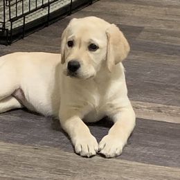 Labrador Retriever Puppies from Mystic River Labradors