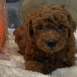 Goldendoodle Puppies from Oregon Doodle