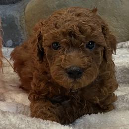 Goldendoodle Puppies from Oregon Doodle