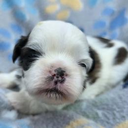 Lydia Boy 2 - Red and white male Shih Tzu puppy in Oakville, Washington from Garrard Creek Shih Tzus