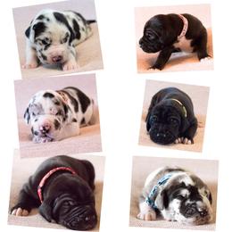 Dachshund and Great Dane Puppies from Bellator Danes & Mini Dachshunds