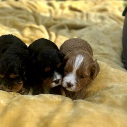 Cavalier King Charles Spaniel and Cavapoo Puppies from Cavalier Girls
