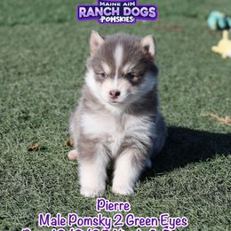 Pierre - Blue male Pomsky puppy in Humeston, Iowa from M.A.R. Dogs
