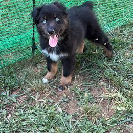 Green - Black tri male Miniature American Shepherd puppy in Hurt, Virginia from Sweet Prada's Farm