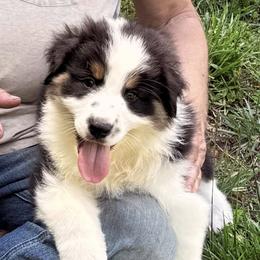 Guinness - Black tri-color male Australian Shepherd puppy in Celina, Tennessee from CumberlandRidge Australian Shepherds