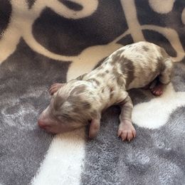 Chocolate dapple BOY - Dapple male Dachshund puppy in Menifee, California from The Weenie Hut Doxies
