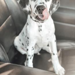 Dalmatian Puppies from Spotted Jewels Dalmatians