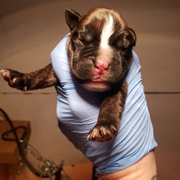 Boxer Puppies from SmashBox Kennel