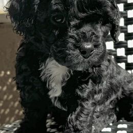 Cavapoos from Kari’s Cavapoos Colorado Springs
