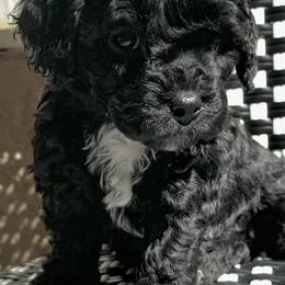Cavapoos from Kari’s Cavapoos Colorado Springs