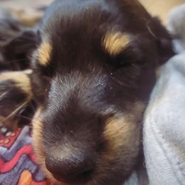 Dachshund Puppies from Harris Hugs and Wiener Wiggles