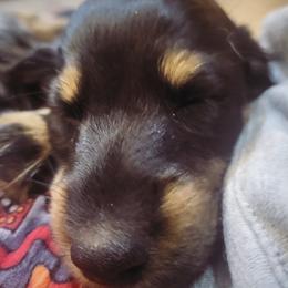 Dachshund Puppies from Harris Hugs and Wiener Wiggles