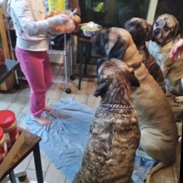 Mastiff Puppies from Eagle Pond Mastiffs