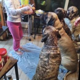 Mastiff Puppies from Eagle Pond Mastiffs