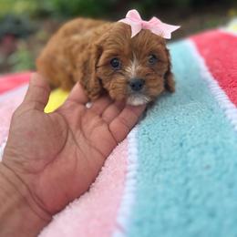 Hazel - Red female Cavapoo puppy in Mint Hill, North Carolina from DoodleForever