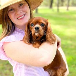 Maple - Cavalier King Charles Spaniel