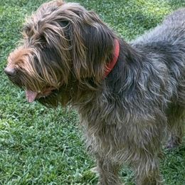 German Shorthaired Pointers and Wirehaired Pointing Griffons from County Line Pointers
