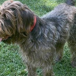 German Shorthaired Pointers and Wirehaired Pointing Griffons from County Line Pointers