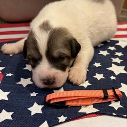 Mr Orange - White and badger male Great Pyrenees puppy in Idaho from Portneuf Range Pyrenees