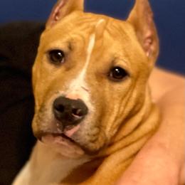 House - Red male American Staffordshire Terrier puppy in Monroe, Georgia from Irresistibull Staffords