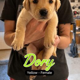 Dory - Yellow female Labrador Retriever puppy in Howards Grove, Wisconsin from Hunter’s Moon Retrievers