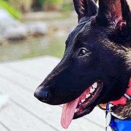 Belgian Malinois from MDK Malinois