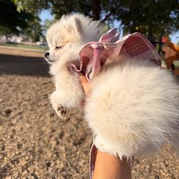 Pomeranian All Grown Up from Polina's Poms