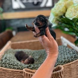 Girl 1 - Tri-color female Yorkipoo puppy in Hooper, Utah from Anchor Dogs