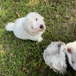 Coton de Tulear Puppies from Smoky Mountains Cotons