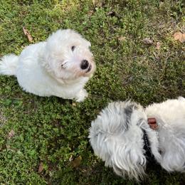 Coton de Tulear Puppies from Smoky Mountains Cotons