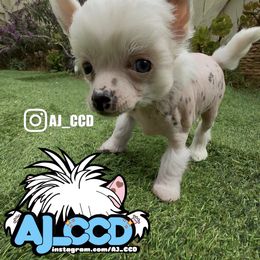 Lotus - White and black female Chinese Crested puppy in San Francisco, California from Aj_CCD