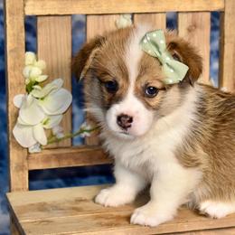 Lizzy - Red female Pembroke Welsh Corgi puppy in East Canton, Ohio from Victorian Farms
