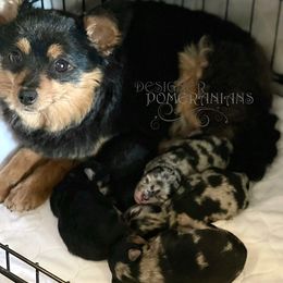 Pomeranian and Pomsky Puppies from Designer Pomeranians