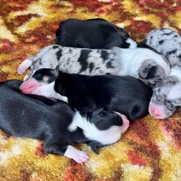 American Corgi and Basset Hound Puppies from High Hopes Hounds